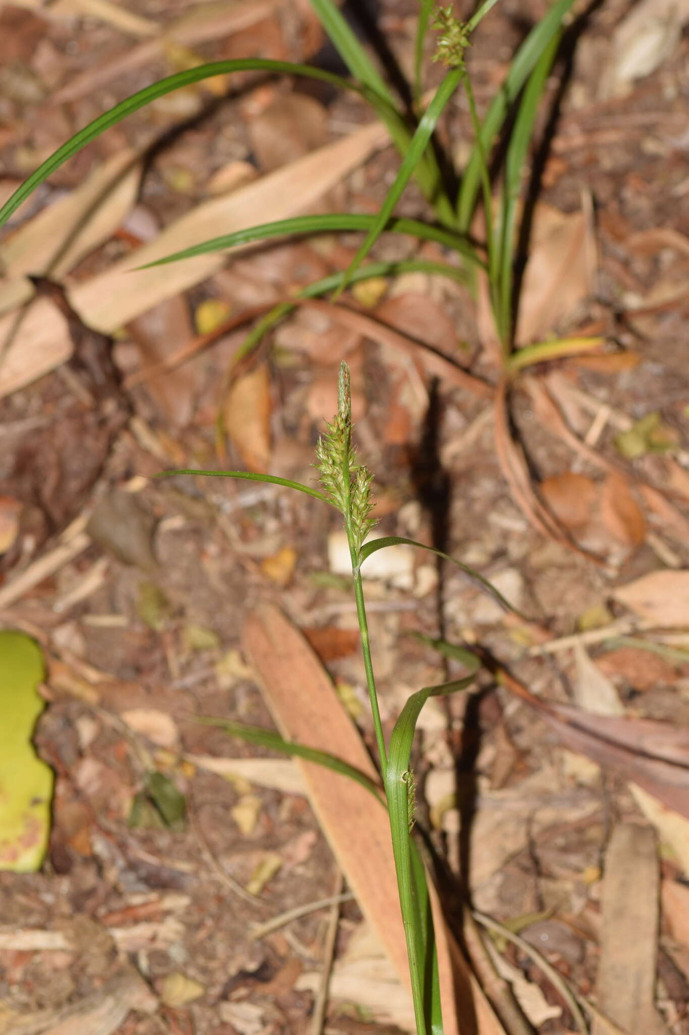 Image de Carex fuscula d'Urv.