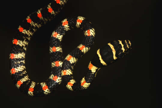 Image of Ornate Flying Snake