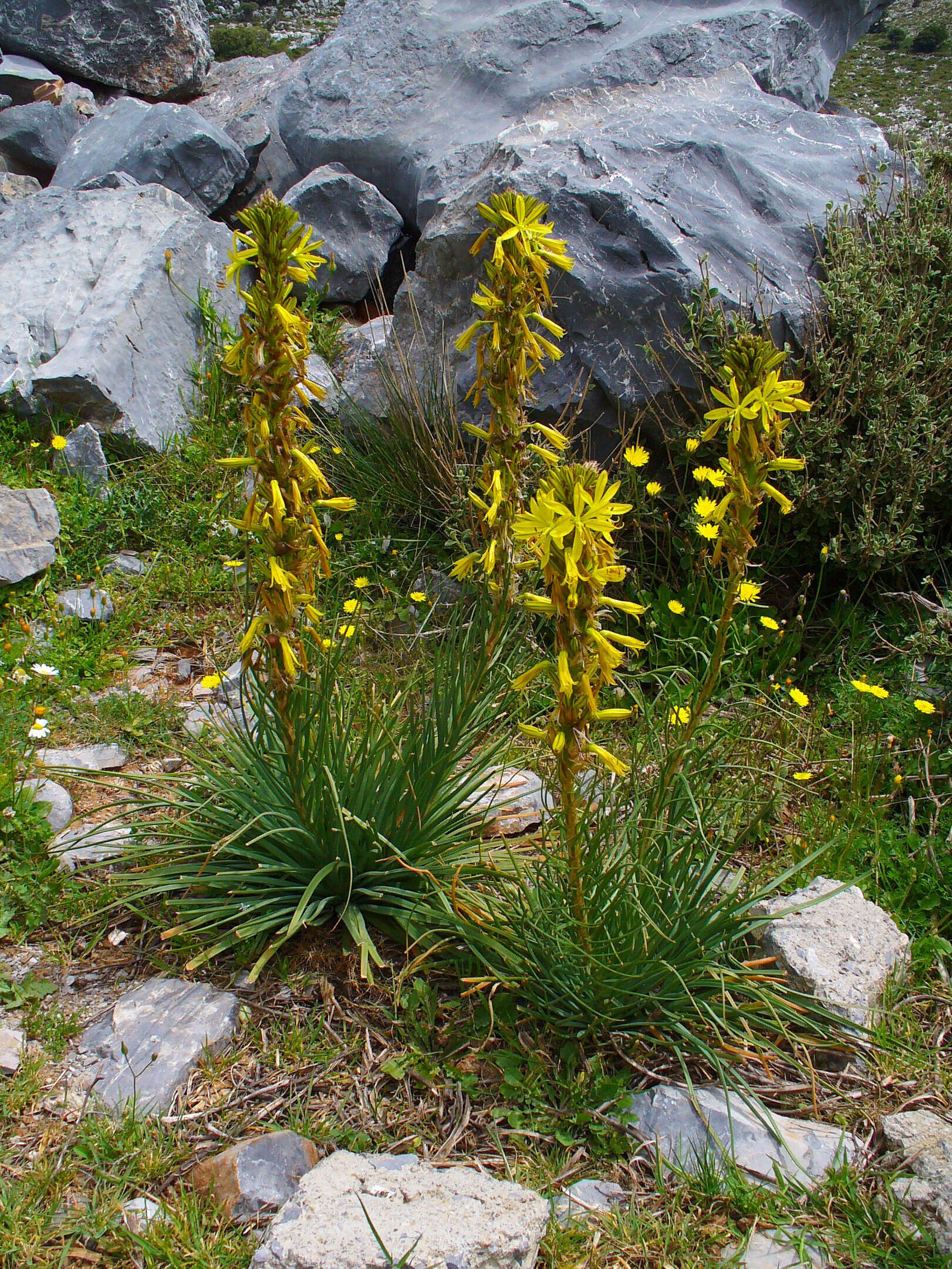 Image of yellow asphodel