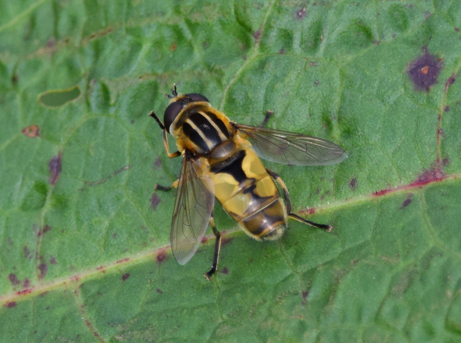 Image of Helophilus hybridus Loew 1846