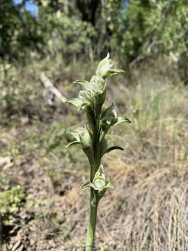 Image of Chloraea fonkii Phil.