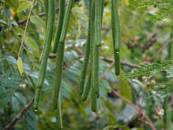 Senna spectabilis (DC.) H. S. Irwin & Barneby resmi