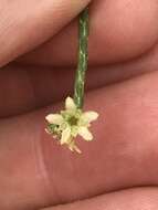 Image of Diosma ramosissima Bartl. & Wendl. fil.