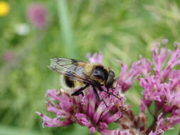 Image of bumblebee hoverfly