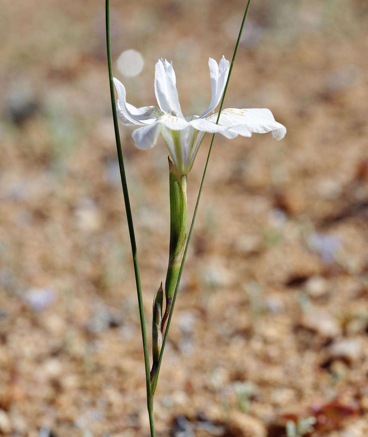 Image of Moraea fugax subsp. filicaulis (Baker) Goldblatt