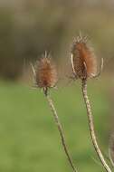 Image of Dipsacus fullonum