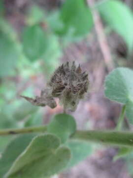 صورة Pseudabutilon virgatum (Cav.) P. A. Fryxell