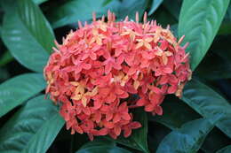 Image of ixora