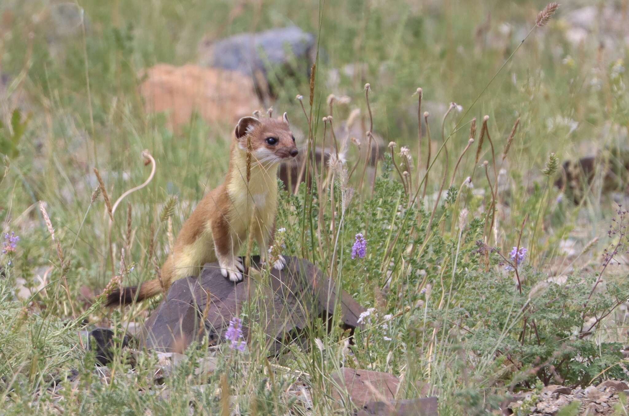 Image of Mustela erminea mongolica Ognev 1928