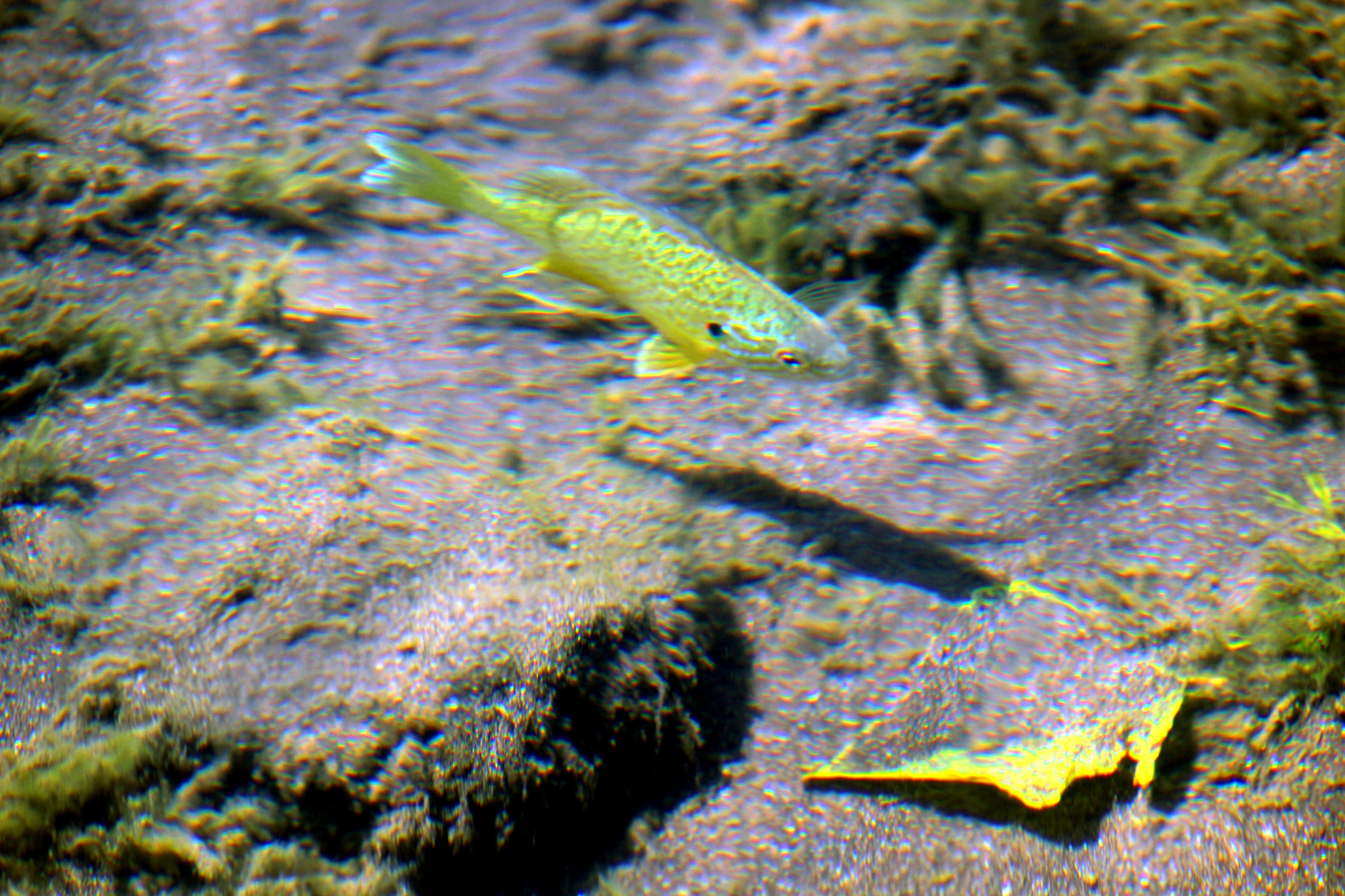 Image of Pumpkinseed