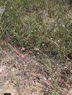 Image of Erigeron foliosus var. foliosus