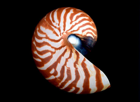 Image of Bellybutton nautilus