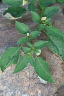 Image of Pygmy Ground-Cherry