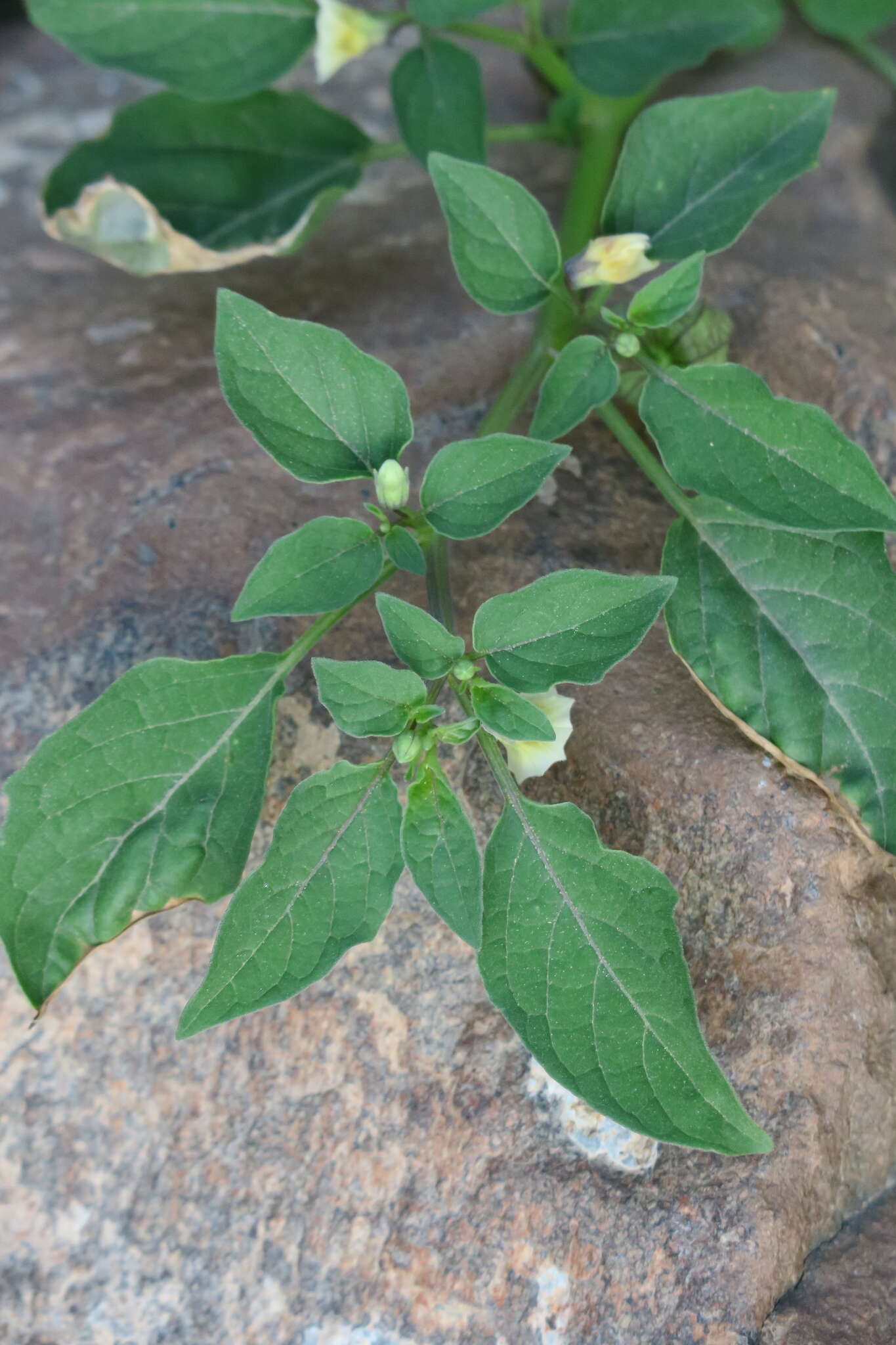 Plancia ëd Physalis lagascae Roem. & Schult.