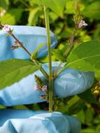 Image of Miniature-Beefsteakplant