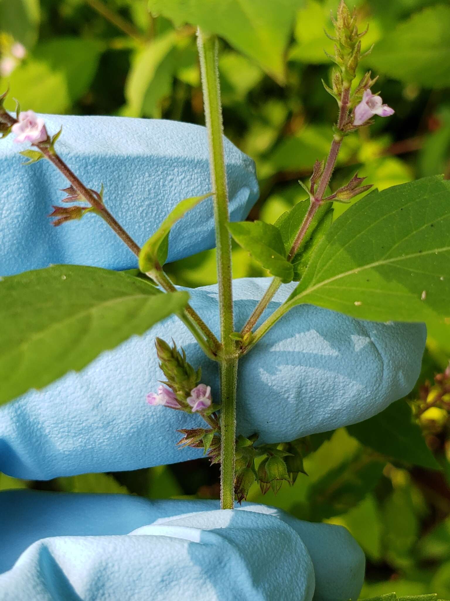 Image of Miniature-Beefsteakplant