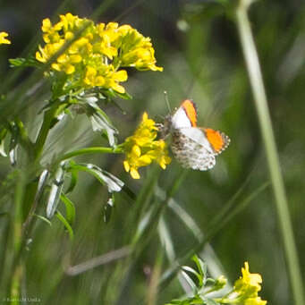 Image of Sara Orangetip