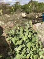 Image of Abutilon terminale (Cav.) A. St.-Hil.