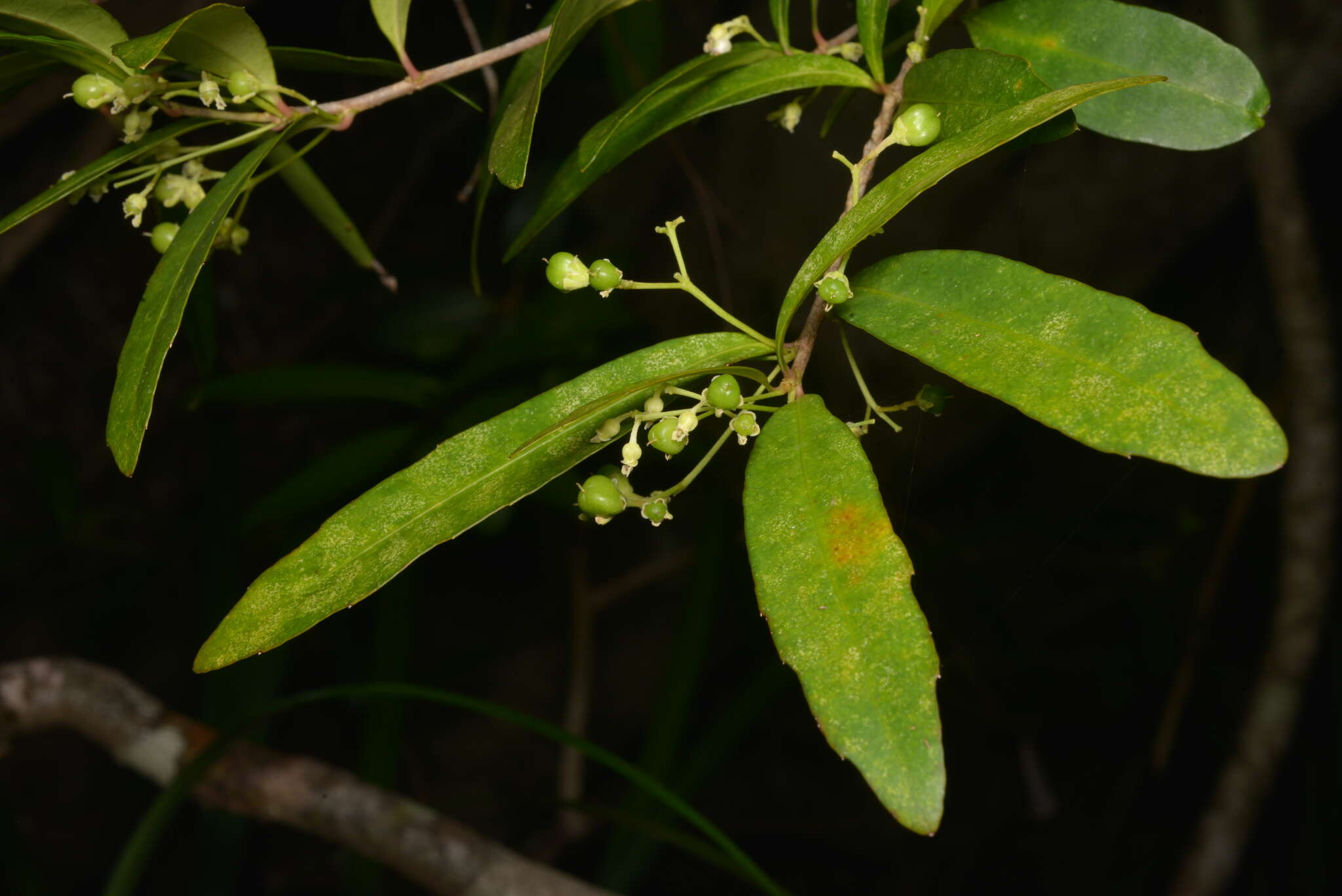 Sivun Hybanthus austrocaledonicus (Vieill.) Melchior kuva