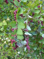 Sivun Symphoricarpos orbiculatus Moench kuva