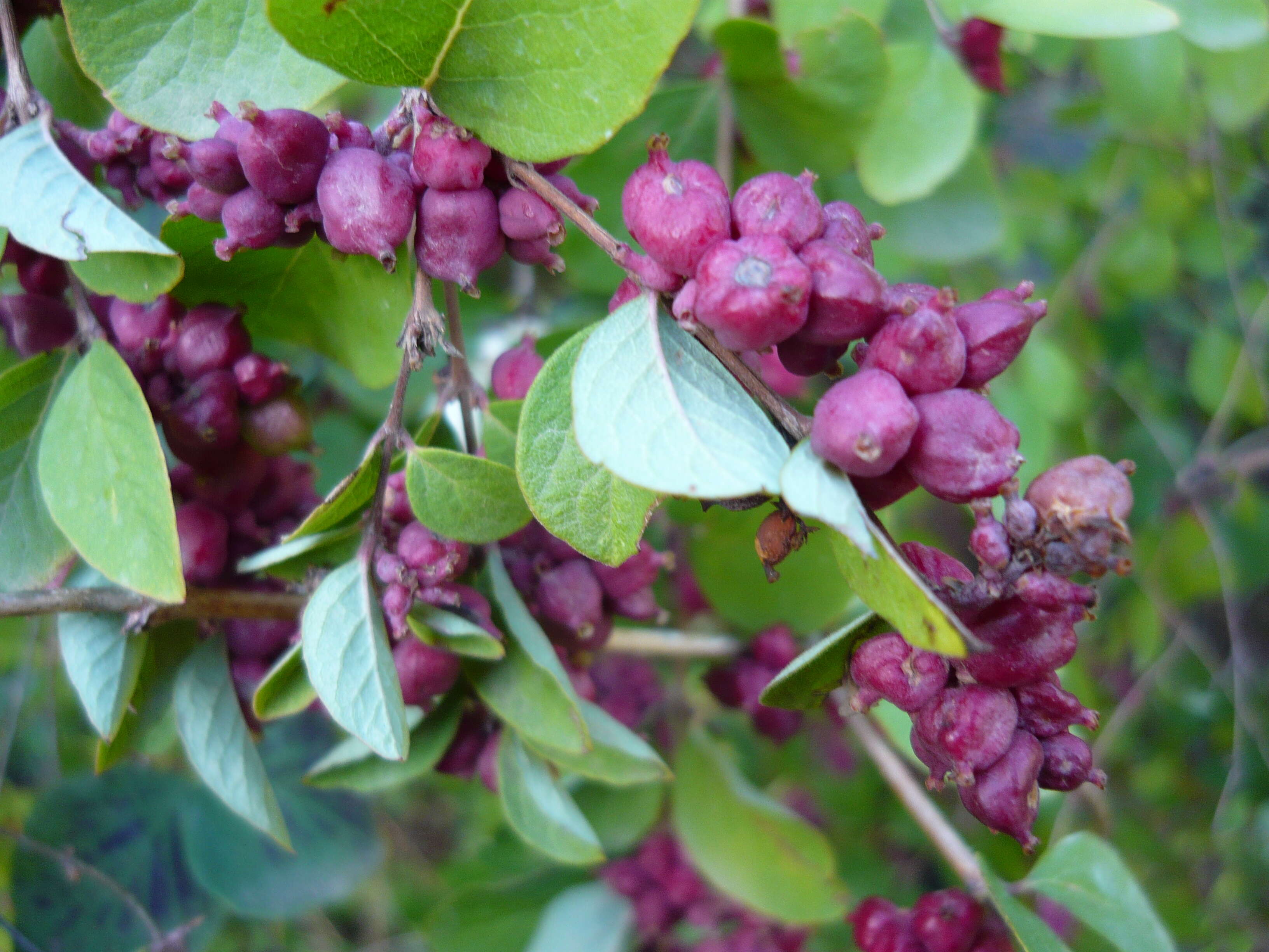 Sivun Symphoricarpos orbiculatus Moench kuva