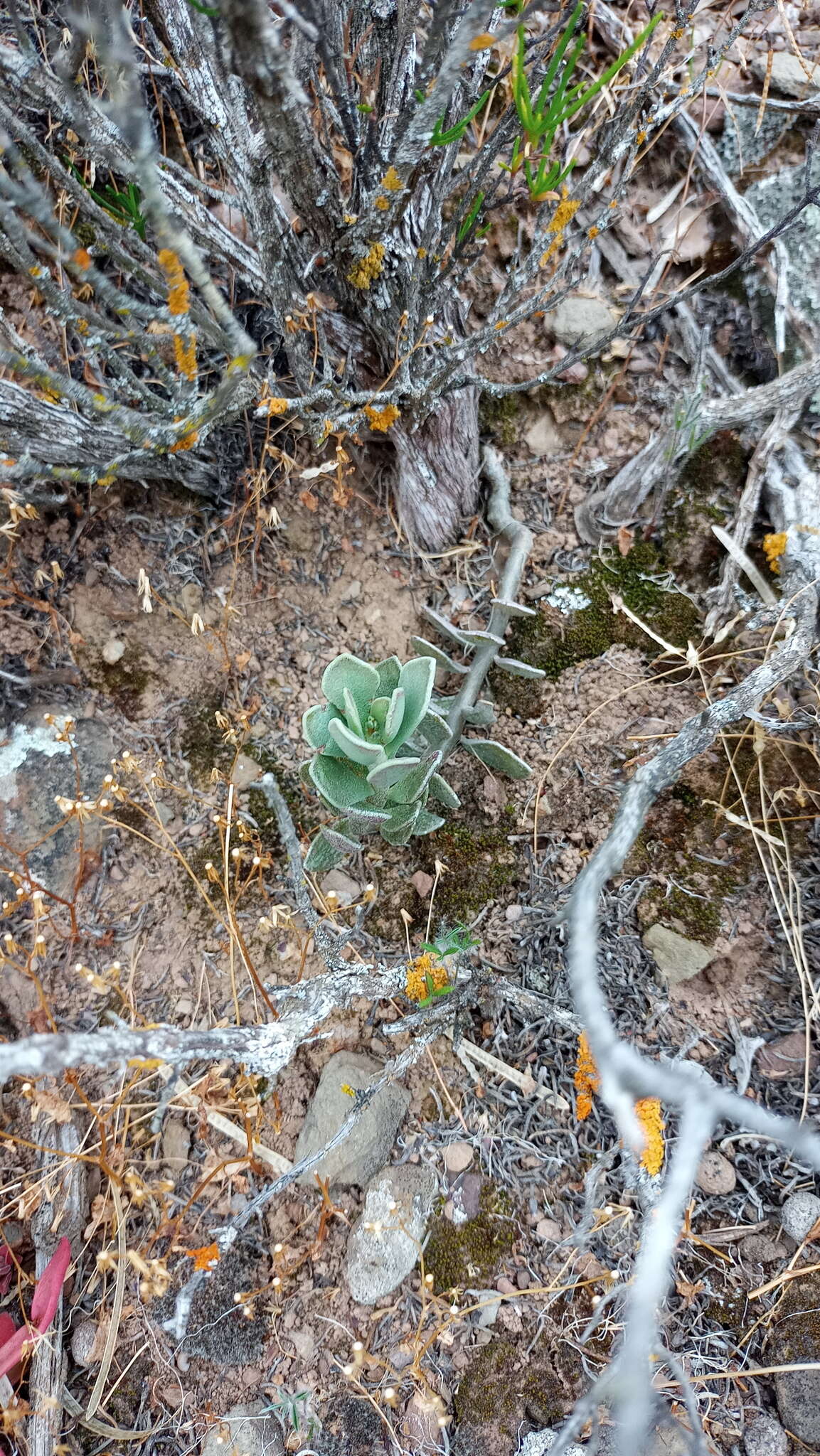 Image of Adromischus caryophyllaceus (Burm. fil.) Lem.