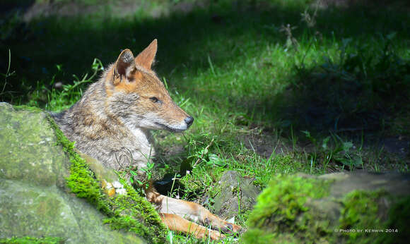 Image of European jackal