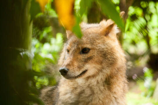 Image of European jackal