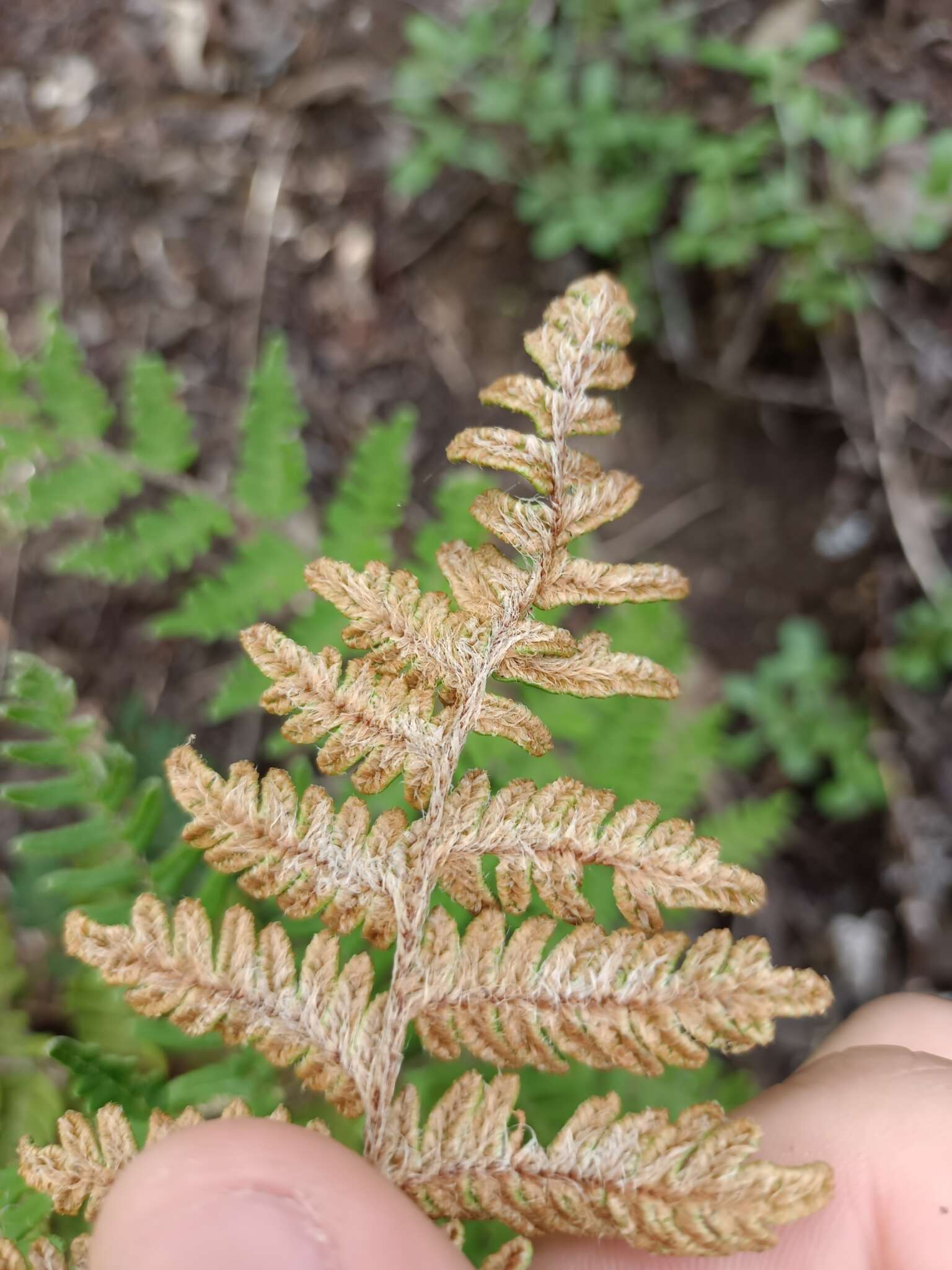 Image of Paragymnopteris marantae subsp. subcordata (Cav.)