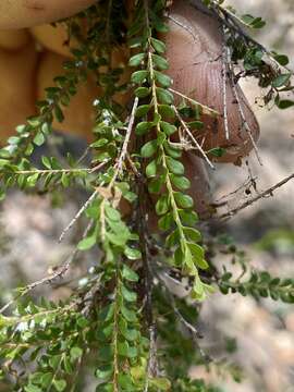 Image of Thryptomene oligandra F. Müll.