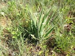 Image de Yucca necopina Shinners