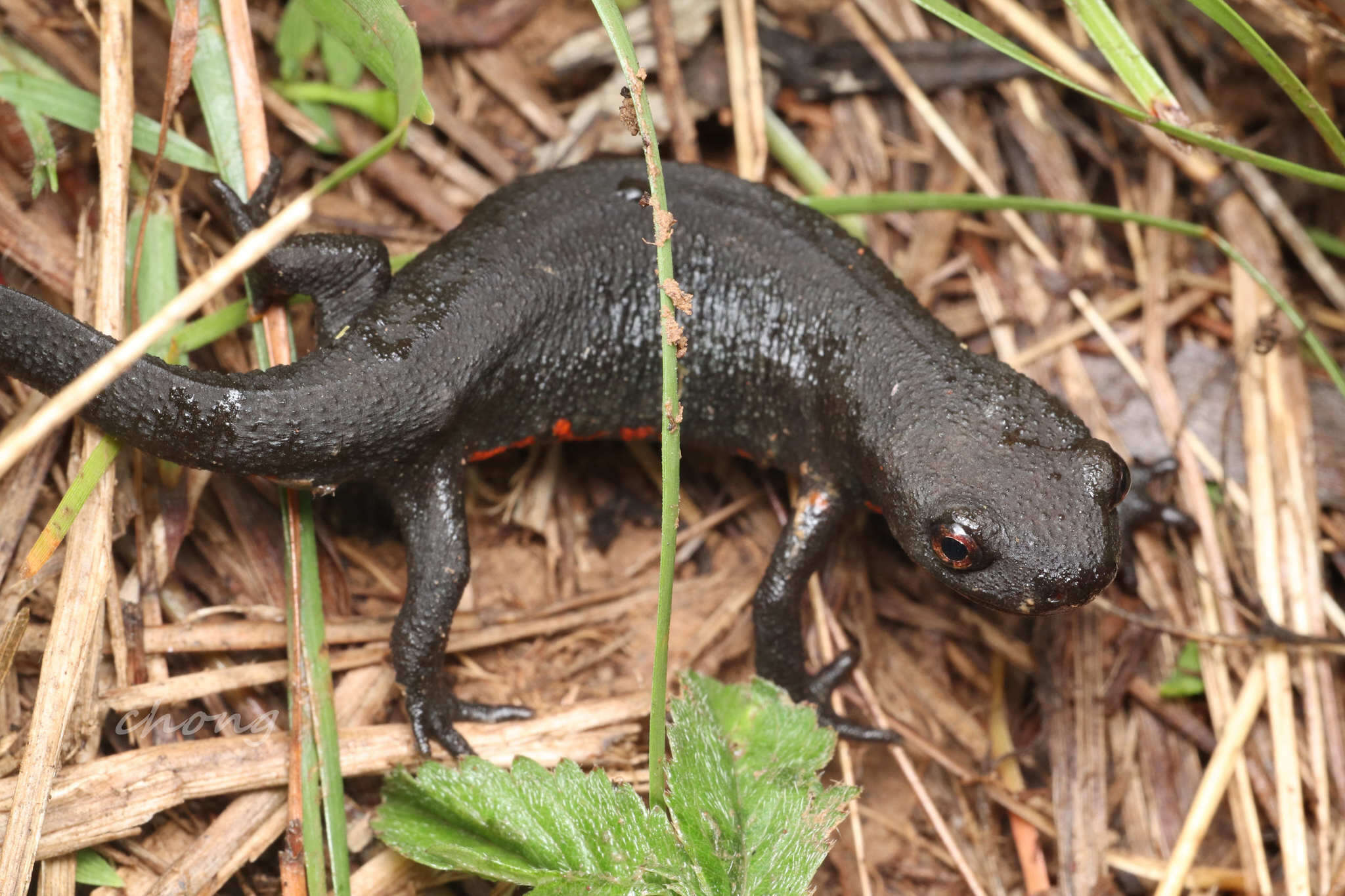 Plancia ëd Cynops orientalis (David 1873)