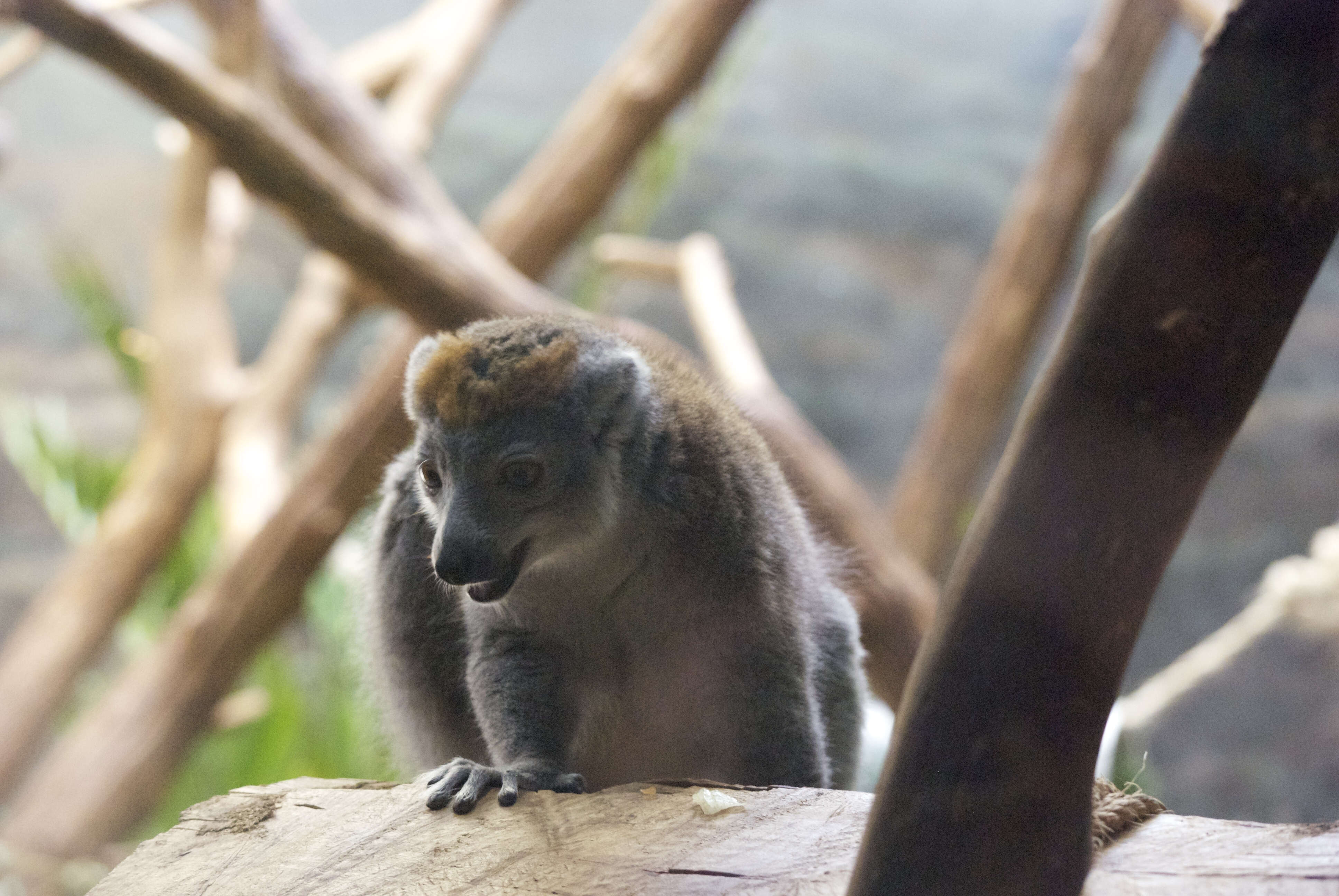 Image of Crowned Lemur