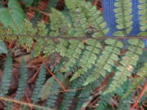 Image of Polystichum parvipinnulum Tag.