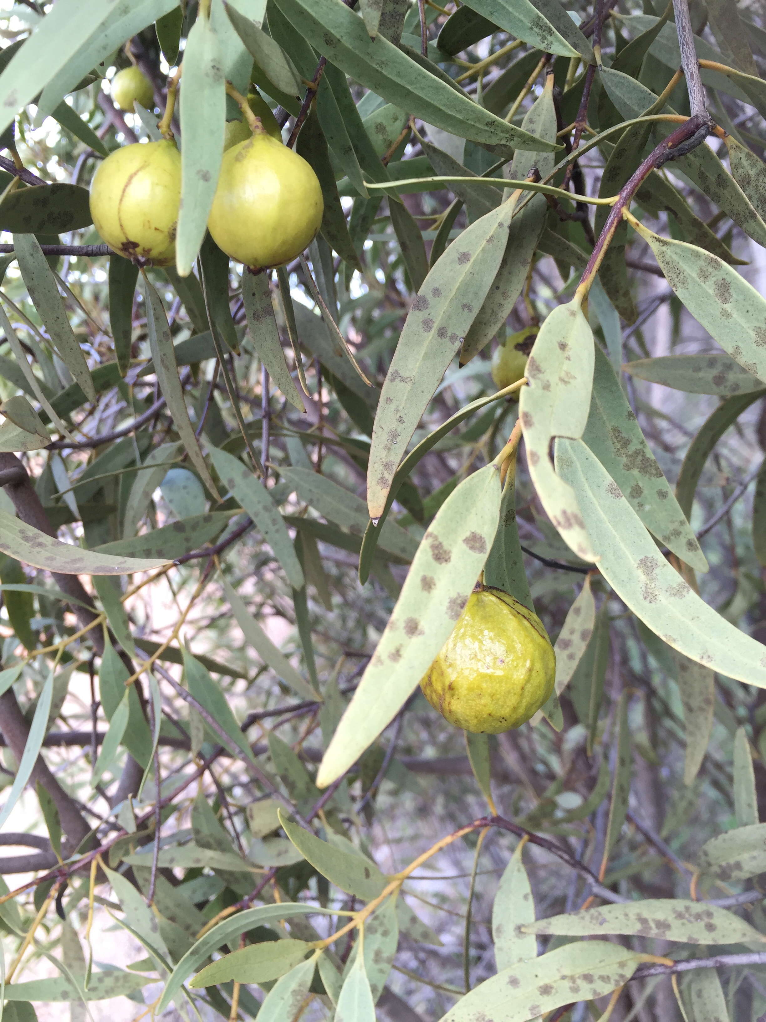 Image of Santalum acuminatum (R. Br.) A. DC.