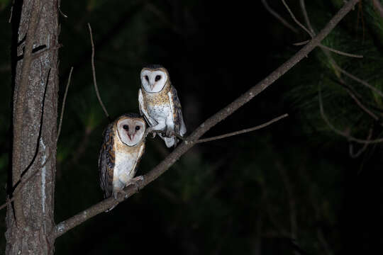 Image of Australian Masked Owl