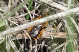 Image of Osmia rufohirta Latreille 1811