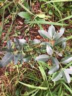 Image of Dinosperma erythrococcum (F. Müll.) T. G. Hartley