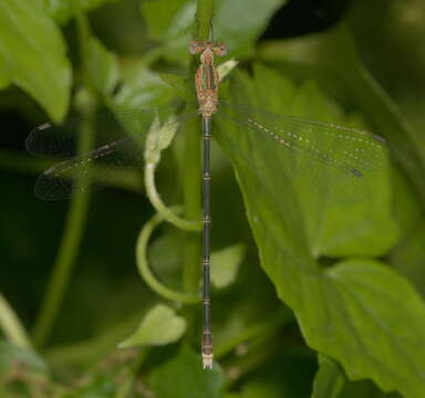 Image of Emerald Spreadwing