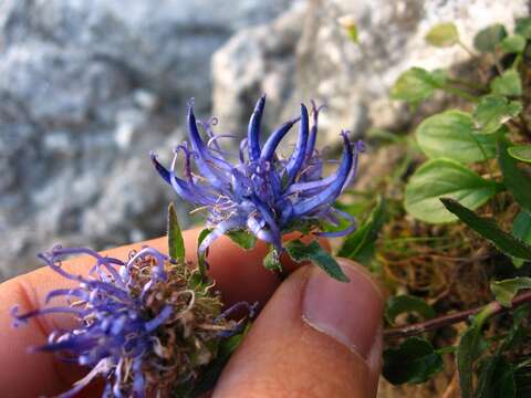 Image of Horned Rampion