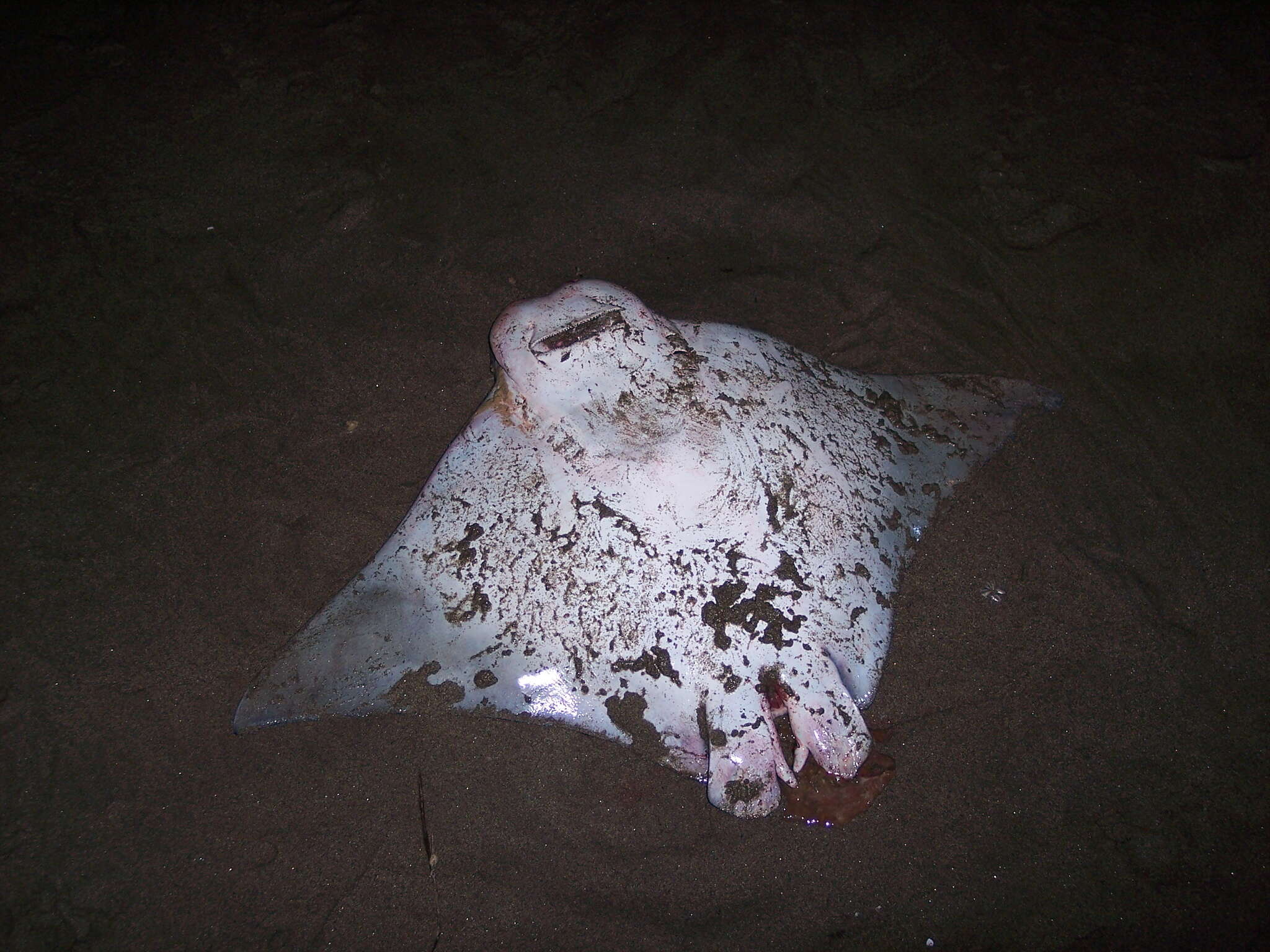 Image of Golden Cownose Ray