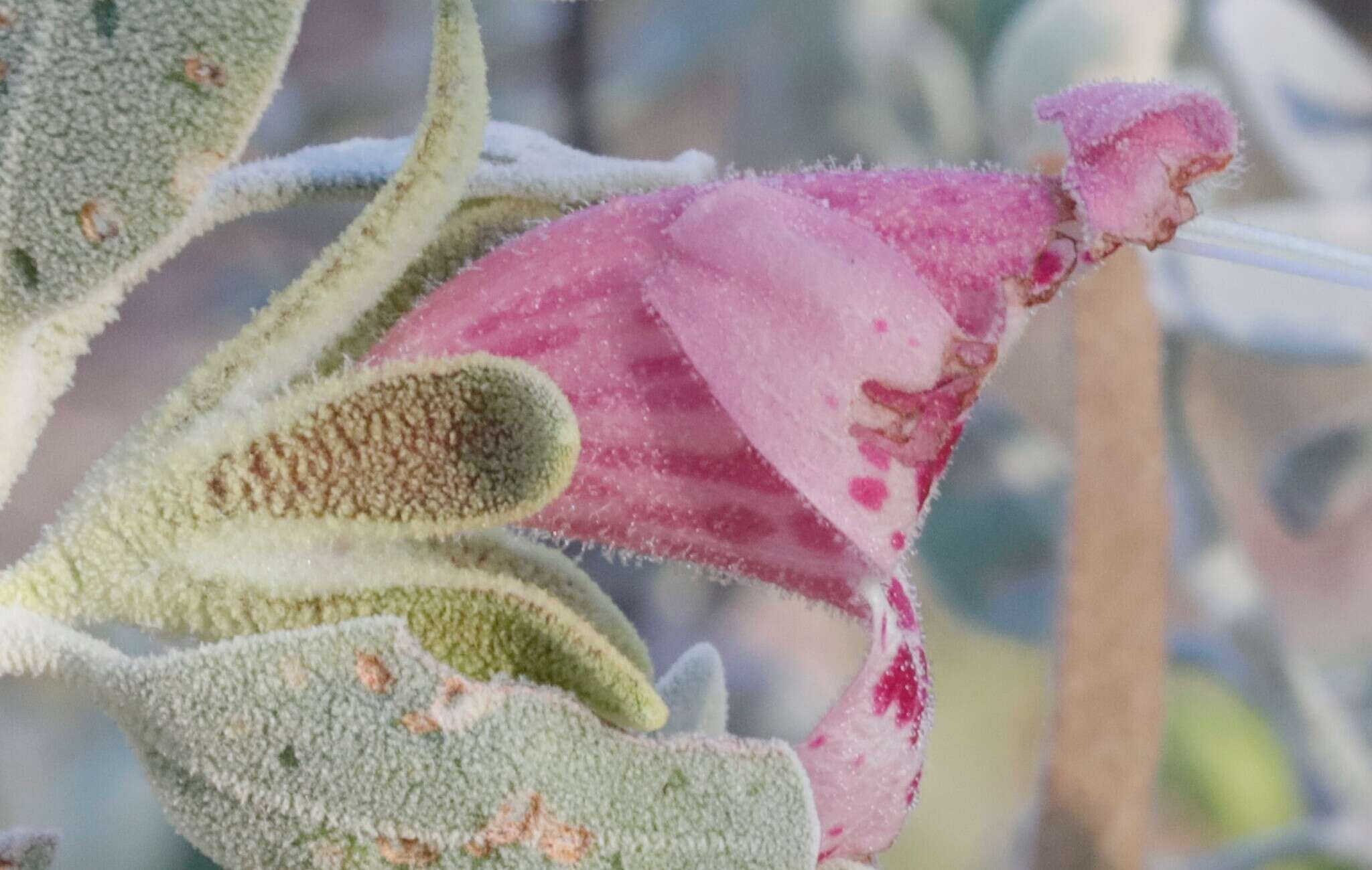 Imagem de Eremophila forrestii subsp. forrestii