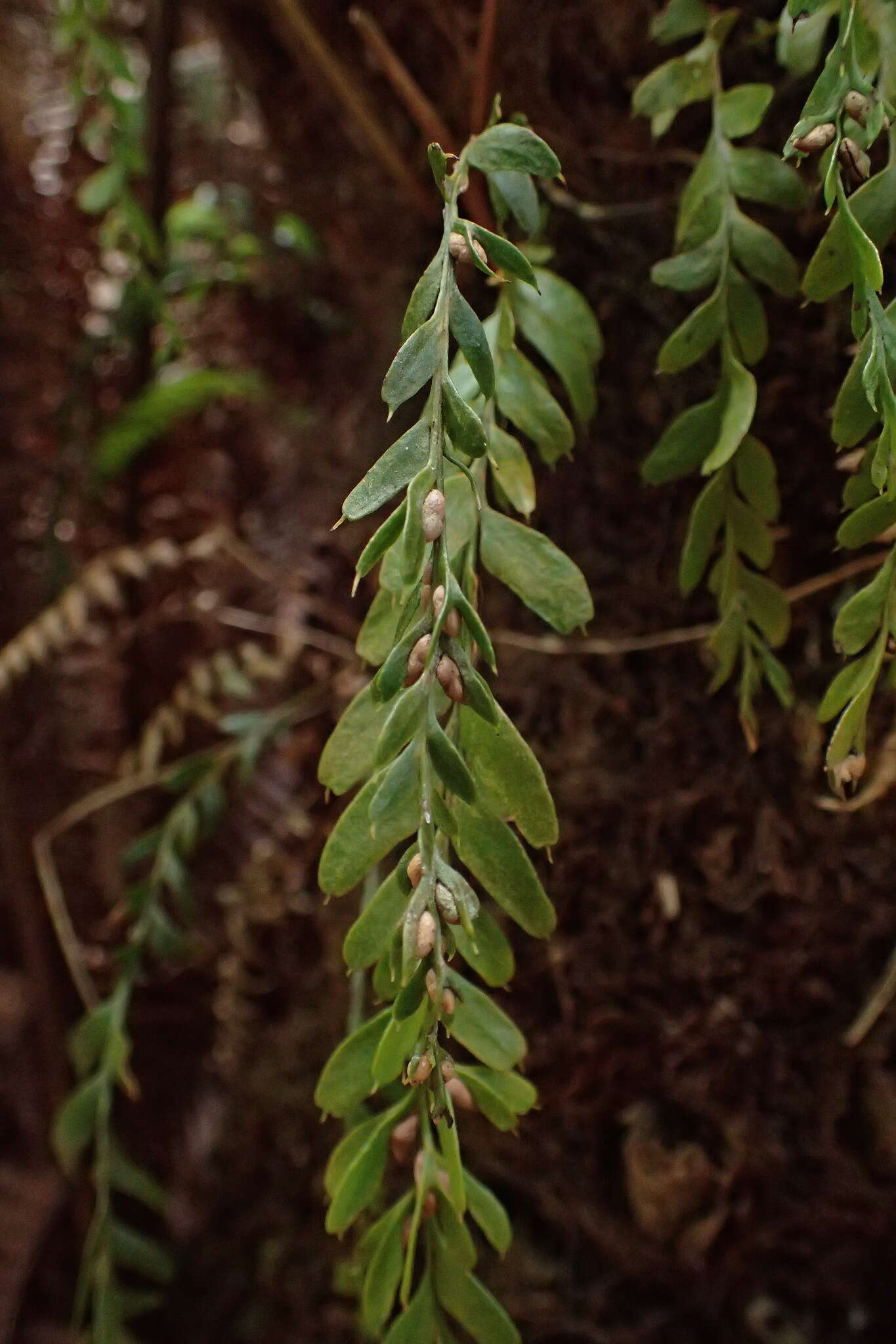 Image de Tmesipteris obliqua R. J. Chinnock