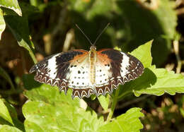 Image of Cethosia cyane Drury 1770