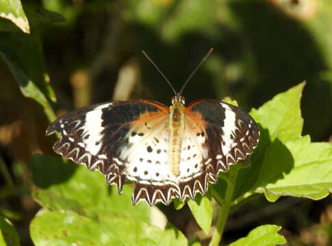 Image of Cethosia cyane Drury 1770