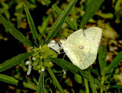 Image of Catopsilia pyranthe (Linnaeus 1758)