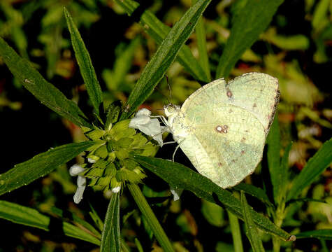 Image of Catopsilia pyranthe (Linnaeus 1758)