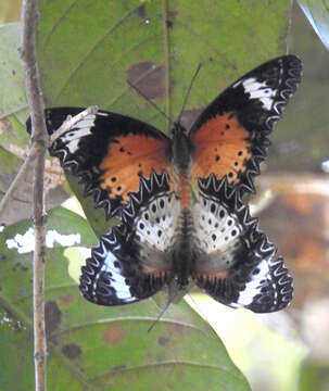 Image of Cethosia cyane Drury 1770