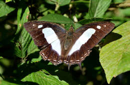 Image of Polyura arja Felder 1866