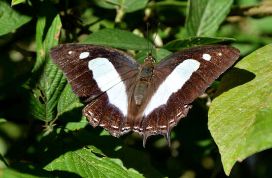 Image of Polyura arja Felder 1866